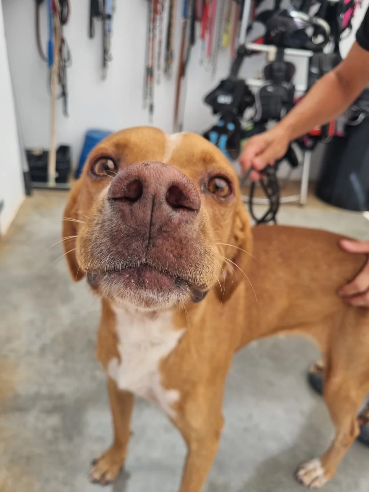 Paco, male Pointer for adoption at Akira Dog Shelter — photo 6 of 8