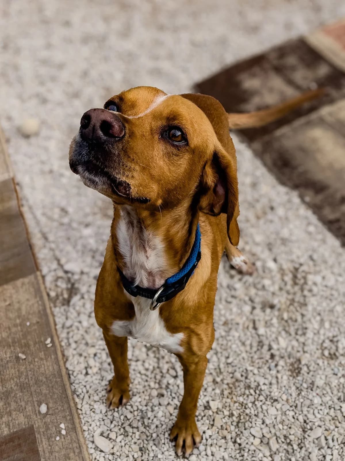 Paco, male Pointer for adoption at Akira Dog Shelter — photo 7 of 8