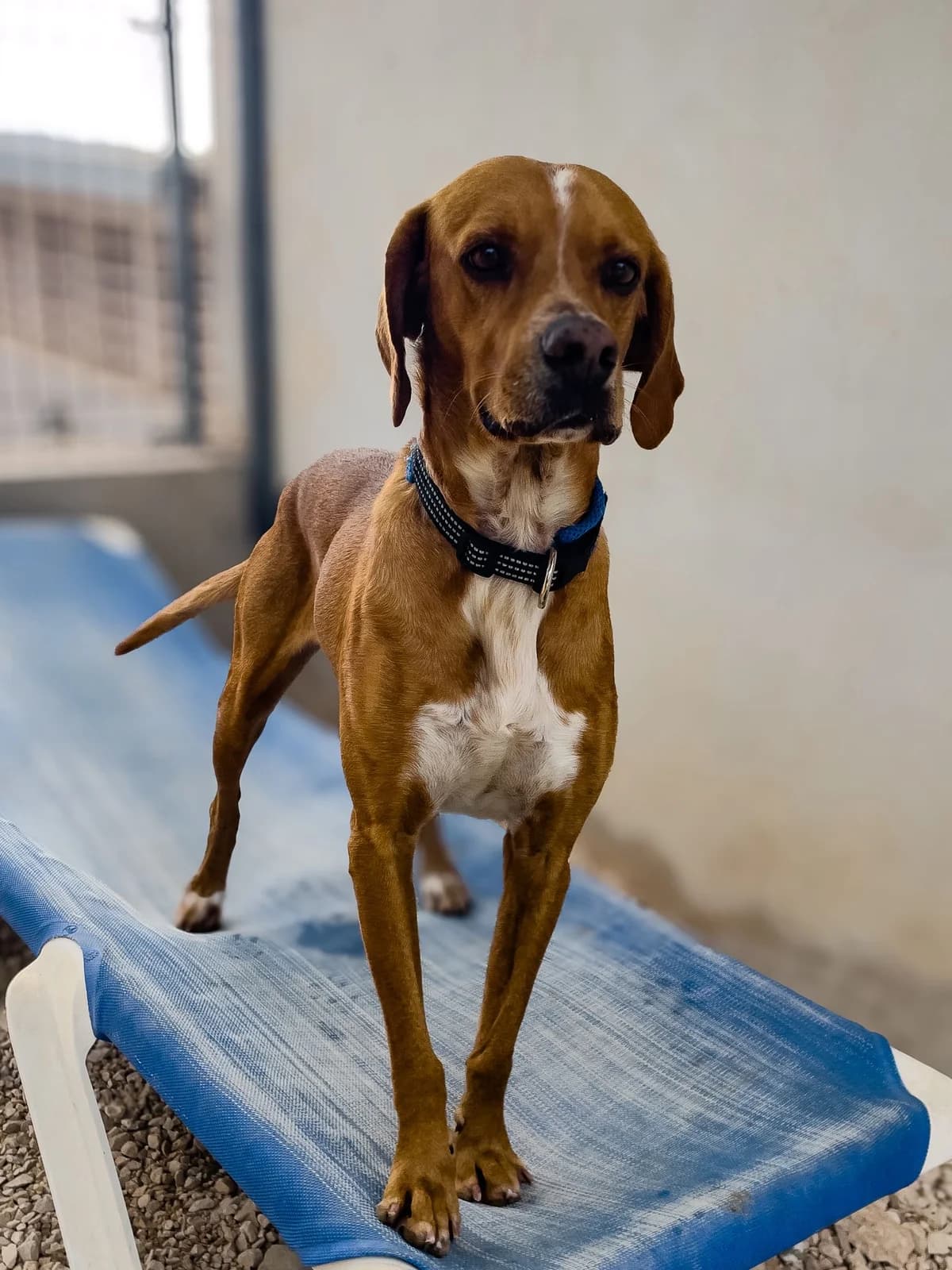 Paco, male Pointer for adoption at Akira Dog Shelter — photo 8 of 8