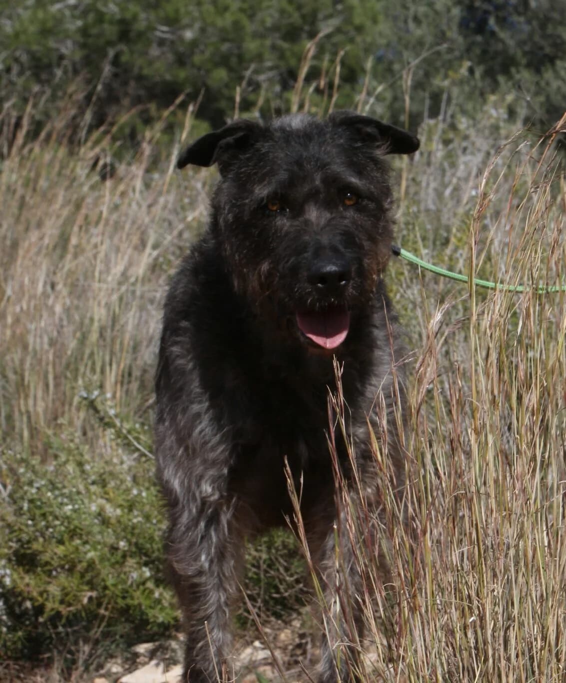 Pedro,  mixed breed for adoption at Akira Dog Shelter