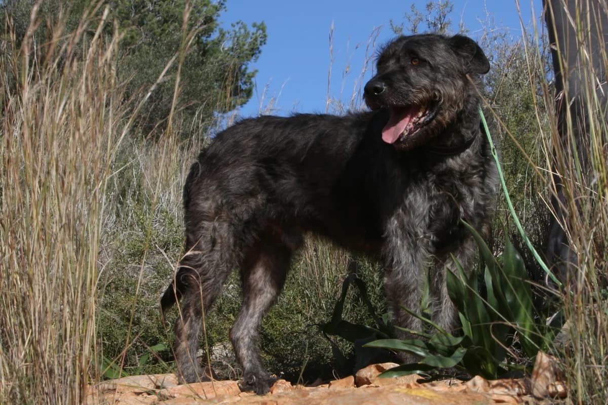 Pedro,  mixed breed for adoption at Akira Dog Shelter — photo 2 of 7