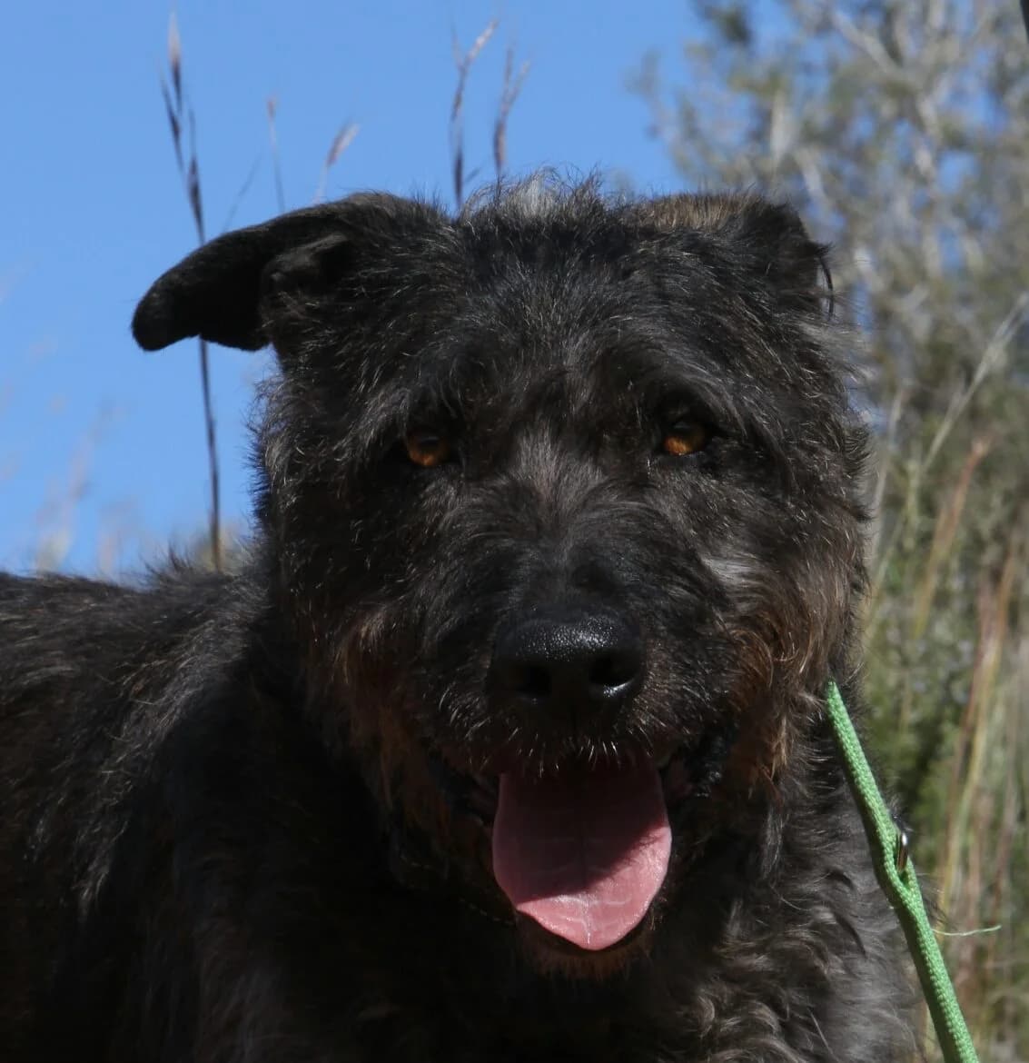 Pedro,  mixed breed for adoption at Akira Dog Shelter — photo 3 of 7