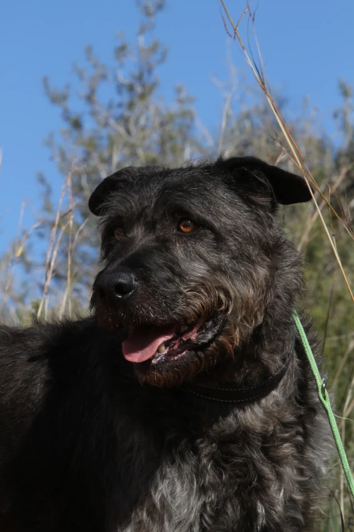 Pedro,  mixed breed for adoption at Akira Dog Shelter — photo 4 of 7