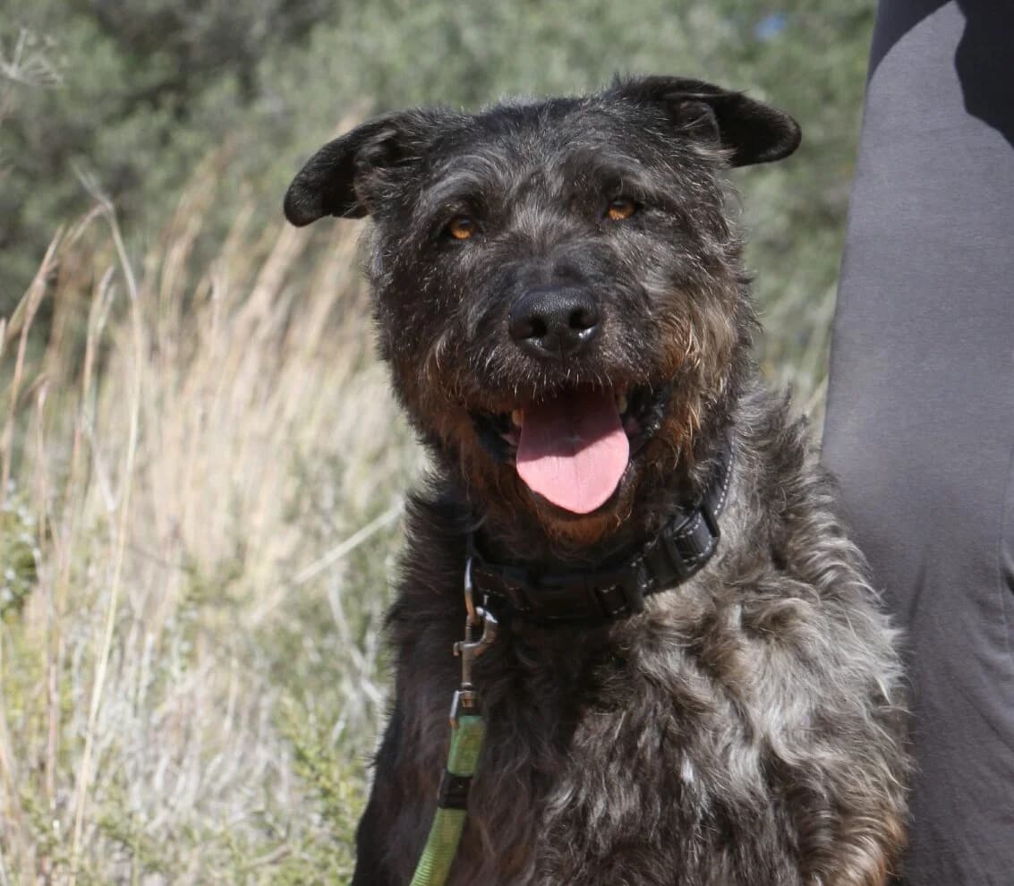 Pedro,  mixed breed for adoption at Akira Dog Shelter — photo 5 of 7