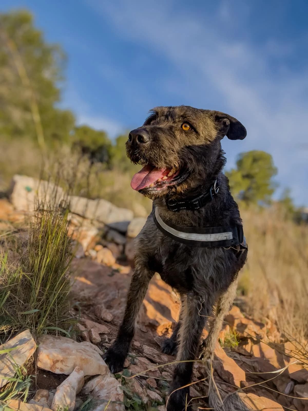 Pedro,  mixed breed for adoption at Akira Dog Shelter — photo 6 of 7