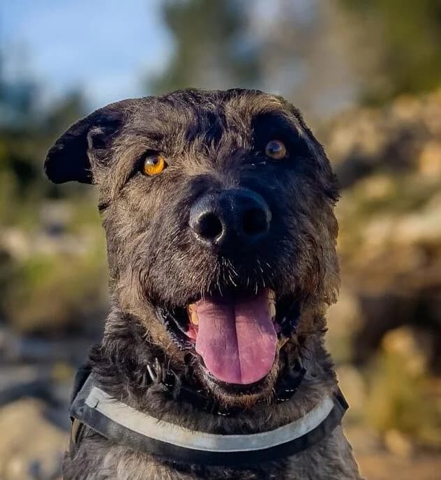 Pedro,  mixed breed for adoption at Akira Dog Shelter — photo 7 of 7