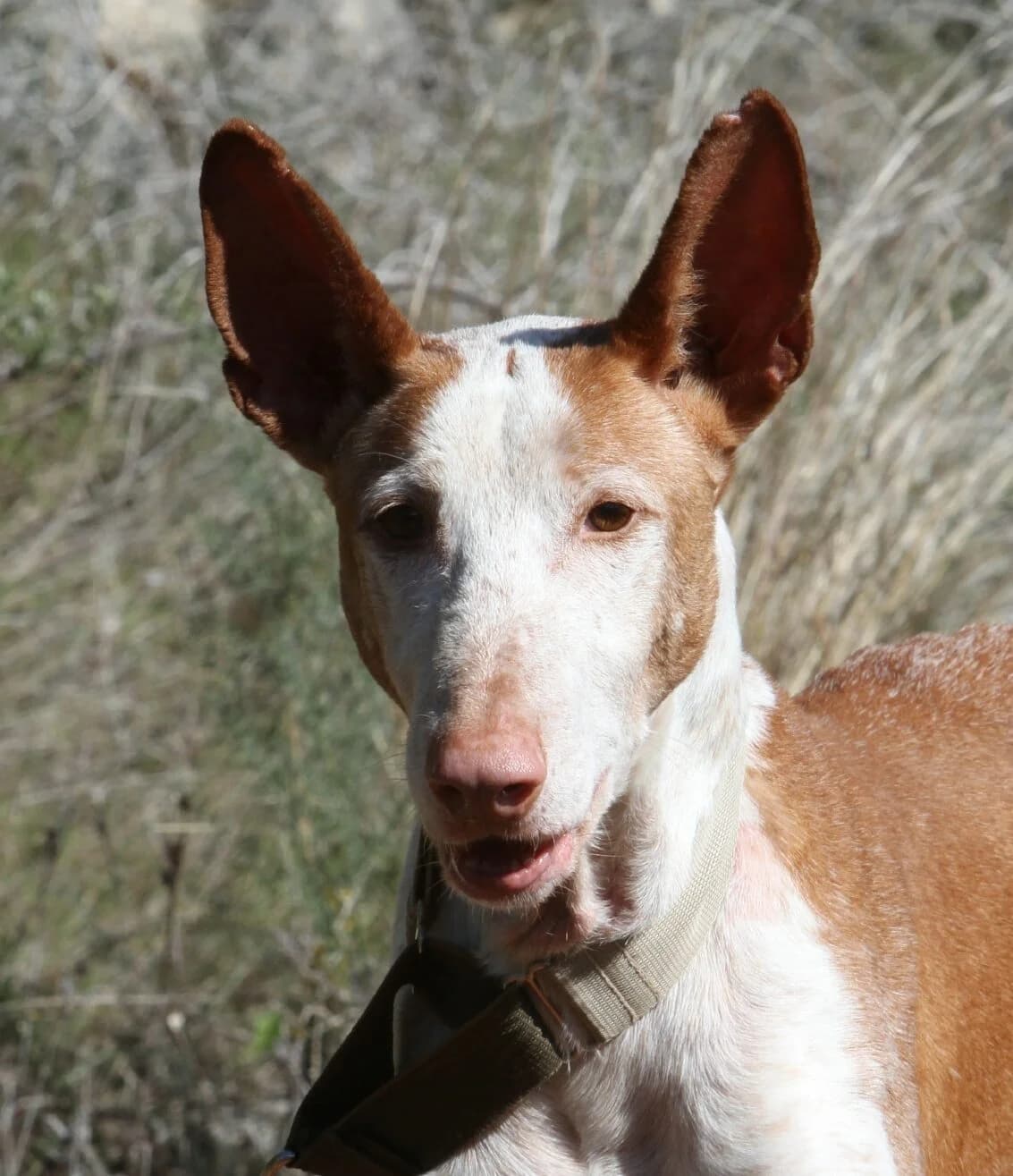Pepe,  Podenco for adoption at Akira Dog Shelter