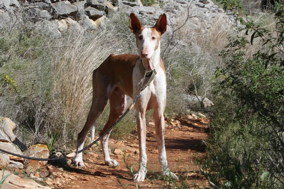 Pepe,  Podenco for adoption at Akira Dog Shelter — photo 2 of 7
