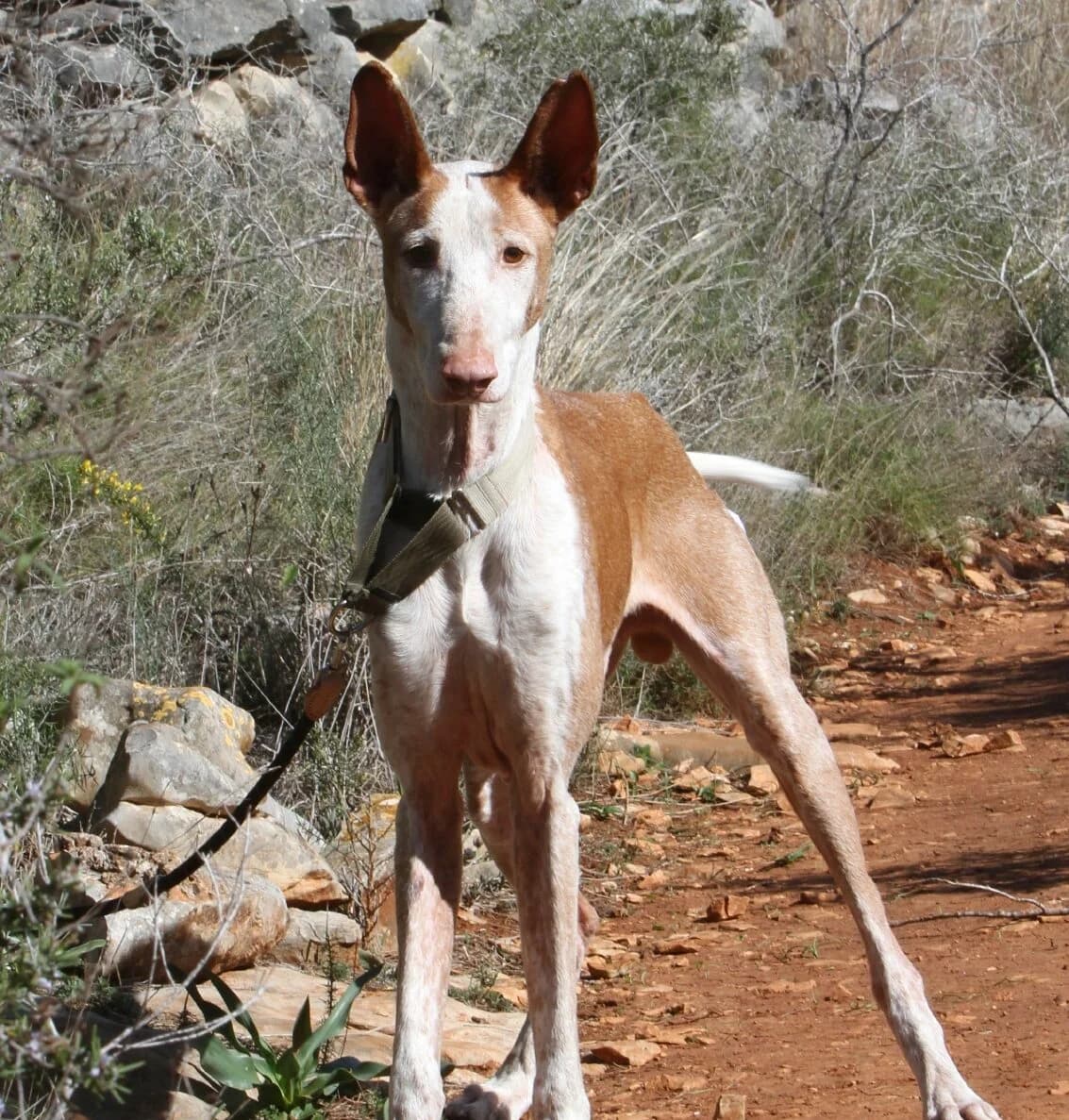 Pepe,  Podenco for adoption at Akira Dog Shelter — photo 3 of 7