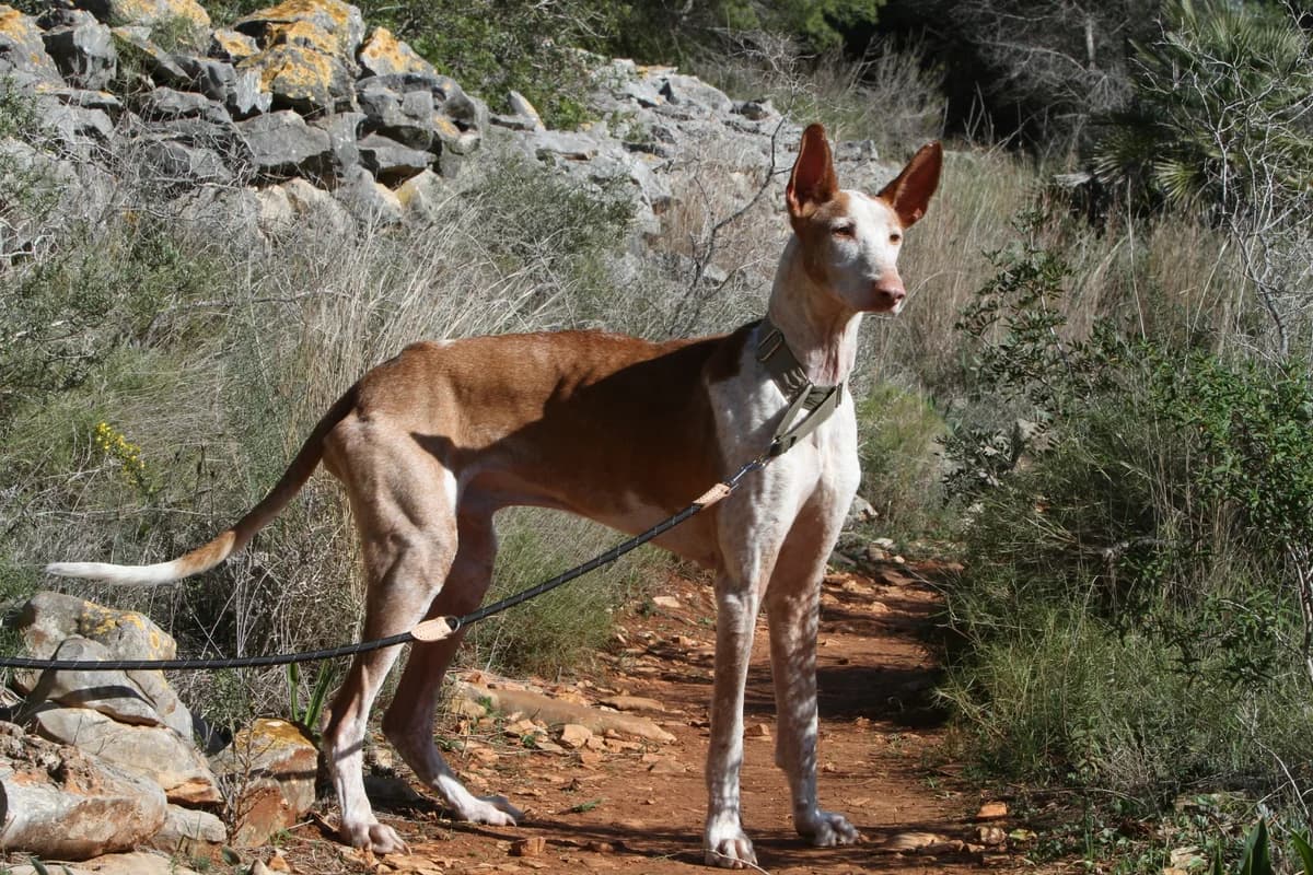 Pepe,  Podenco for adoption at Akira Dog Shelter — photo 4 of 7