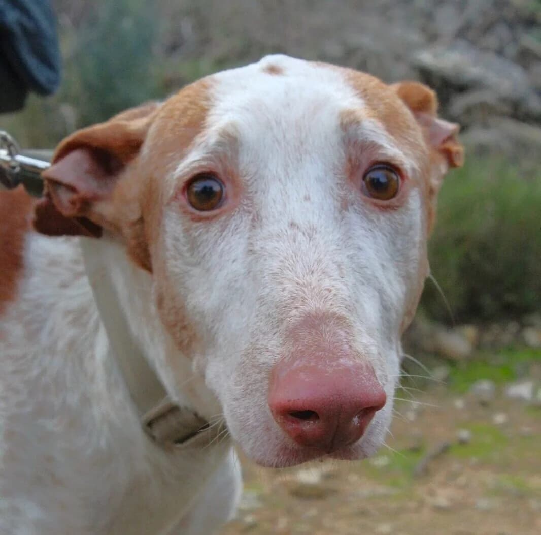 Pepe,  Podenco for adoption at Akira Dog Shelter — photo 5 of 7