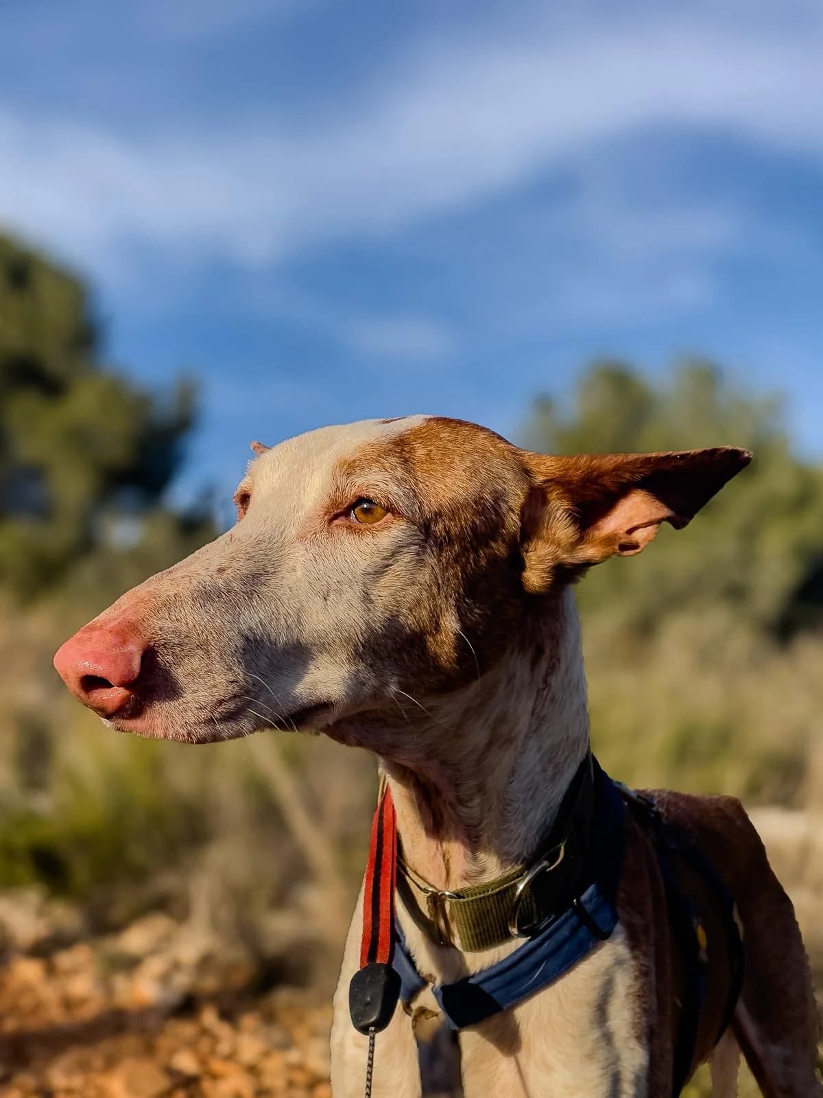 Pepe,  Podenco for adoption at Akira Dog Shelter — photo 6 of 7