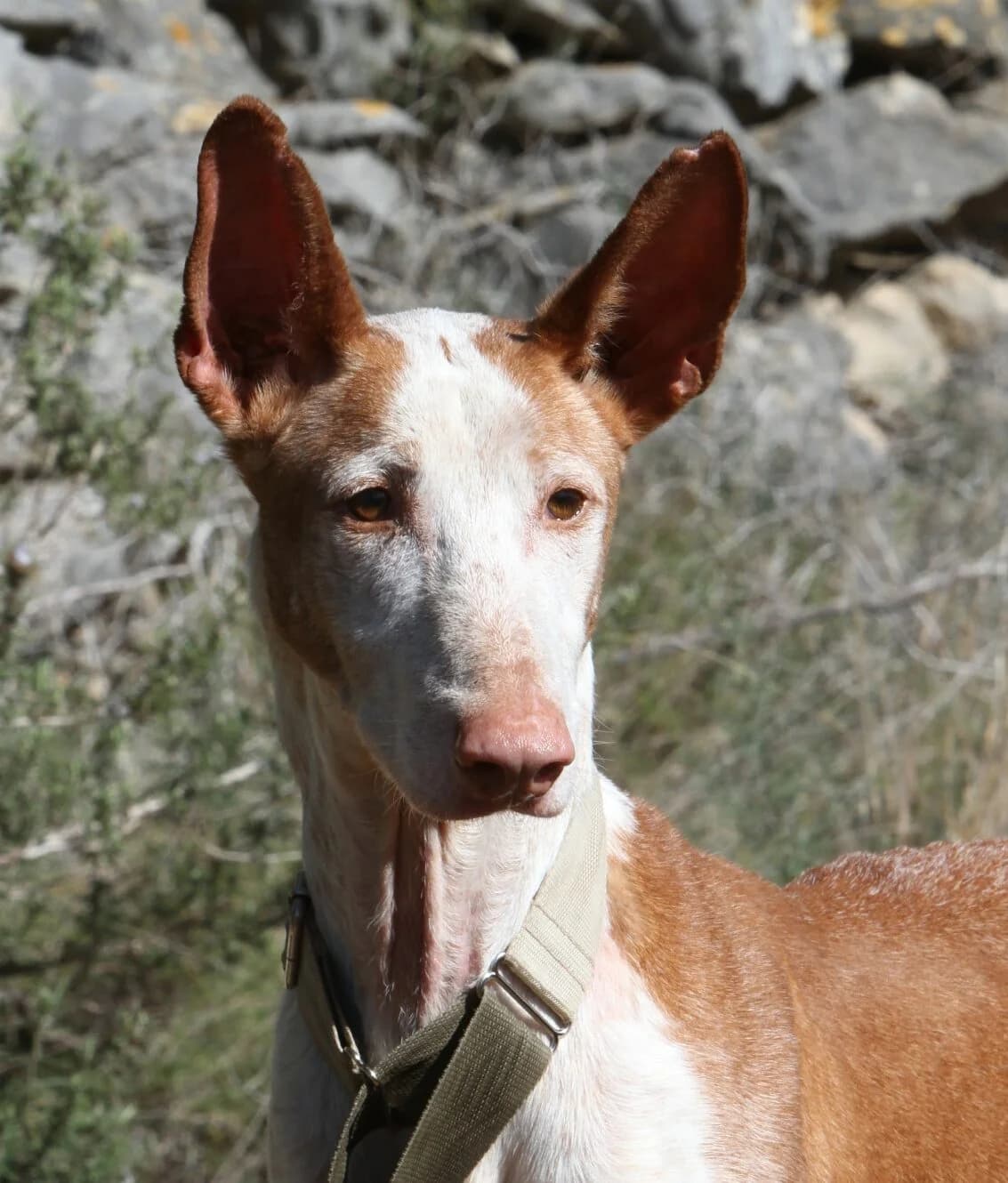 Pepe,  Podenco for adoption at Akira Dog Shelter — photo 7 of 7