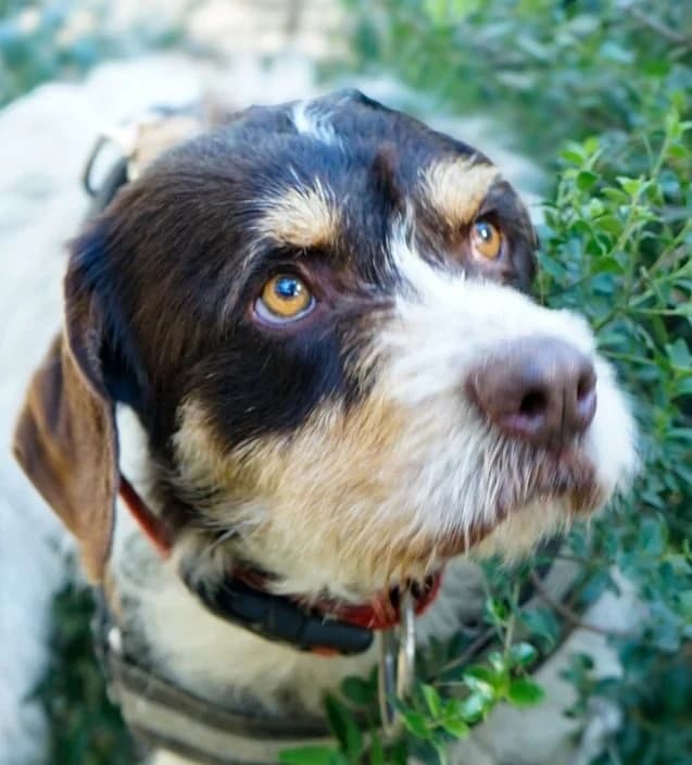 Pipe,  mixed breed for adoption at Akira Dog Shelter