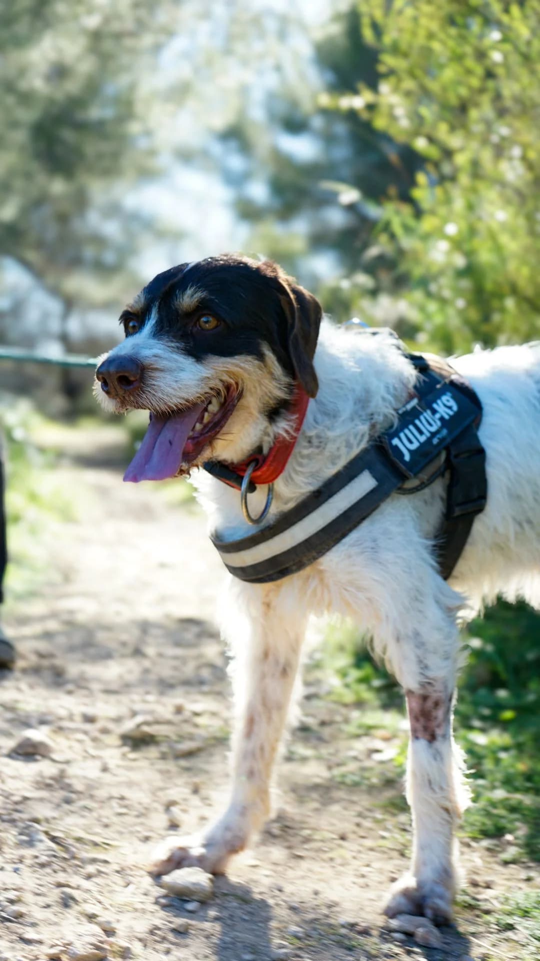 Pipe,  mixed breed for adoption at Akira Dog Shelter — photo 2 of 3