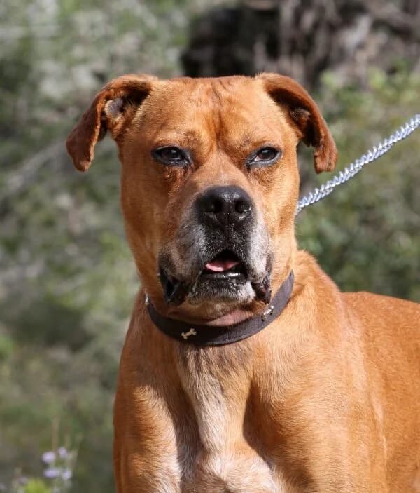 Rocky, male senior mixed breed for adoption at Akira Dog Shelter