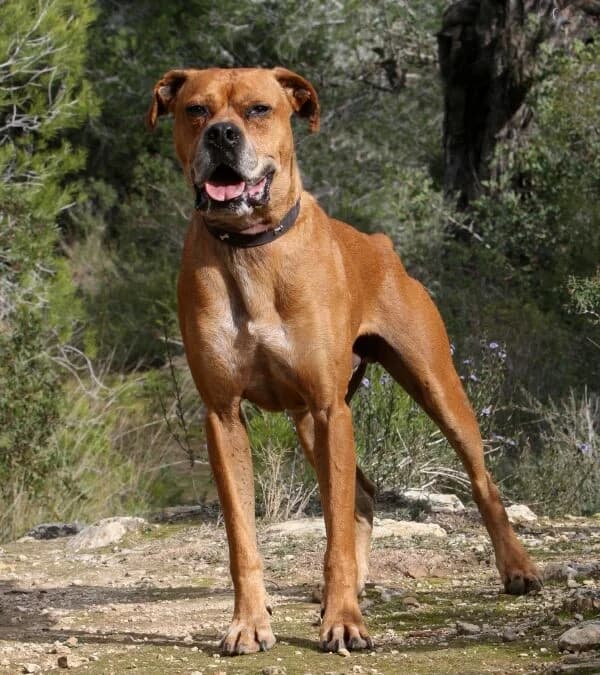 Rocky, male mixed breed for adoption at Akira Dog Shelter — photo 2 of 14
