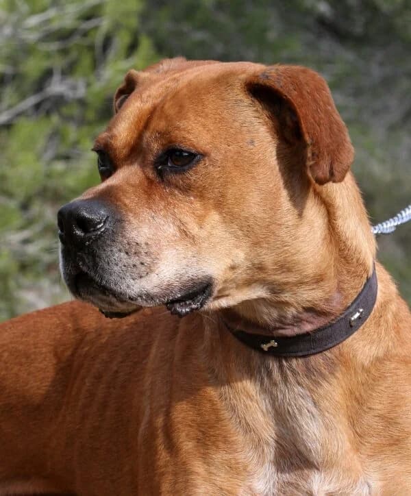 Rocky, male mixed breed for adoption at Akira Dog Shelter — photo 3 of 14