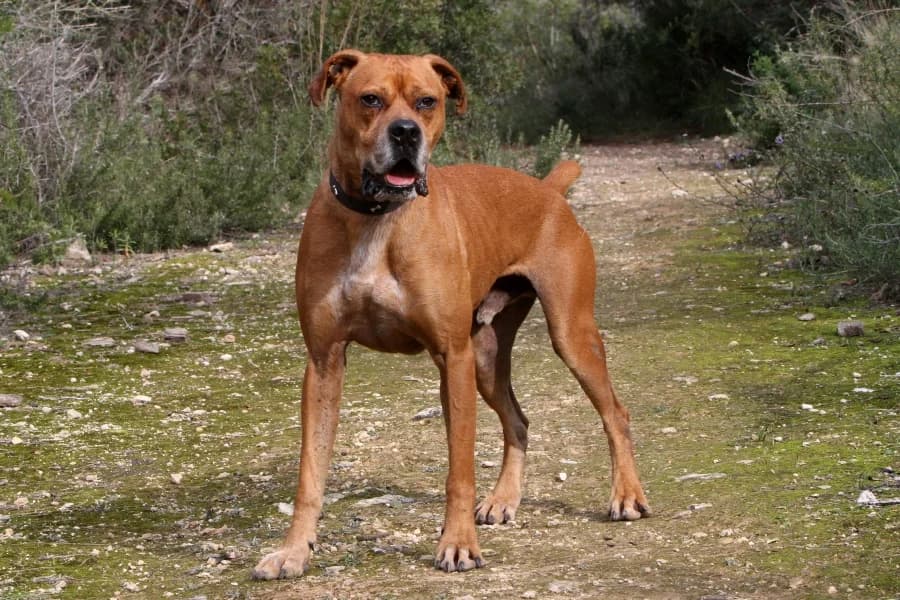 Rocky, male mixed breed for adoption at Akira Dog Shelter — photo 4 of 14