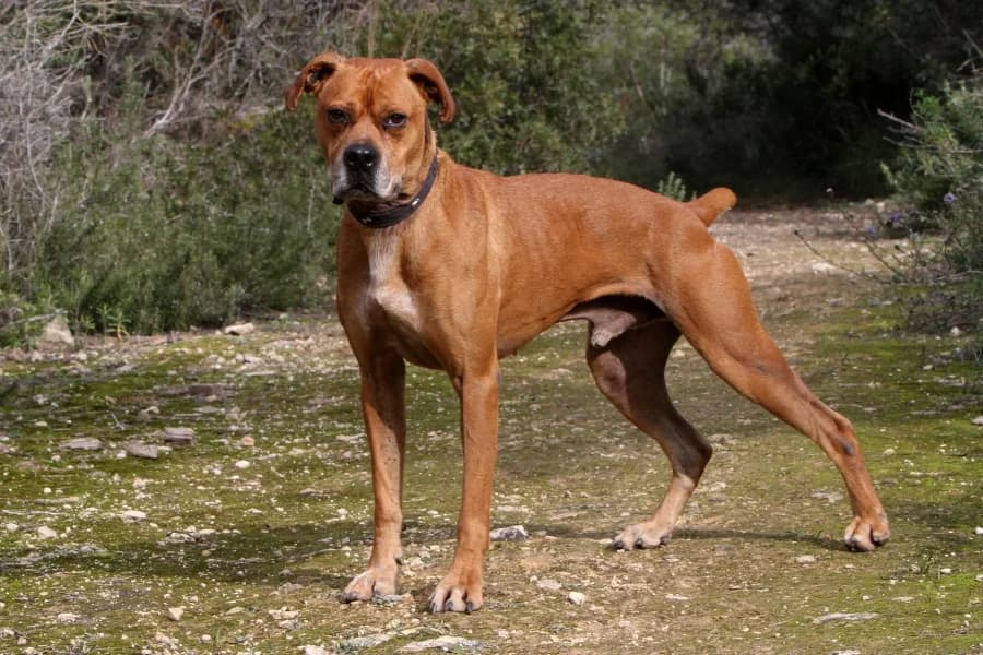 Rocky, male mixed breed for adoption at Akira Dog Shelter — photo 5 of 14