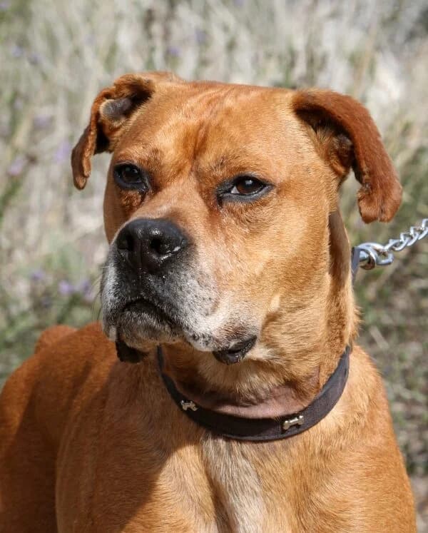 Rocky, male mixed breed for adoption at Akira Dog Shelter — photo 6 of 14