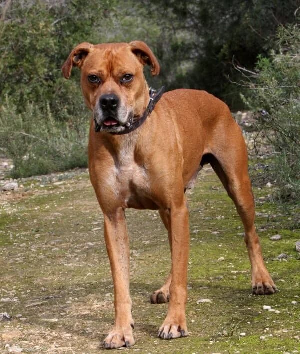 Rocky, male mixed breed for adoption at Akira Dog Shelter — photo 7 of 14