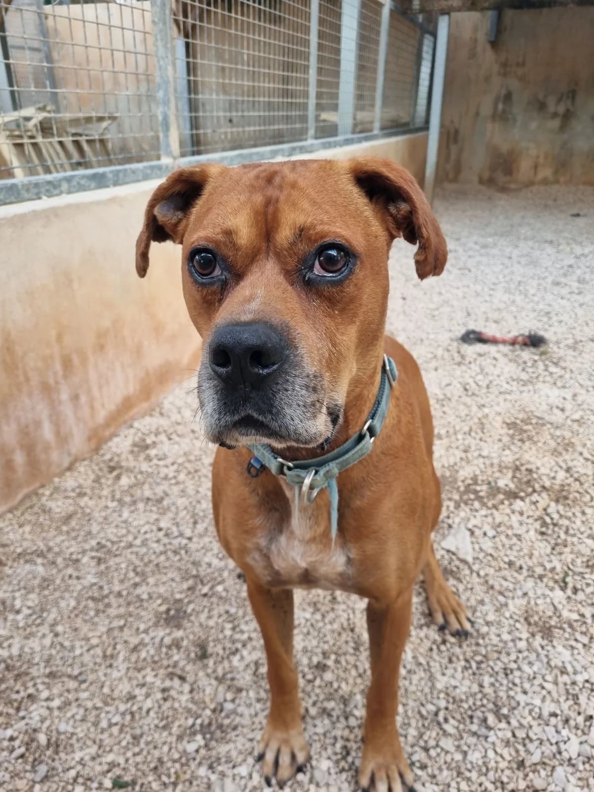 Rocky, male mixed breed for adoption at Akira Dog Shelter — photo 8 of 14