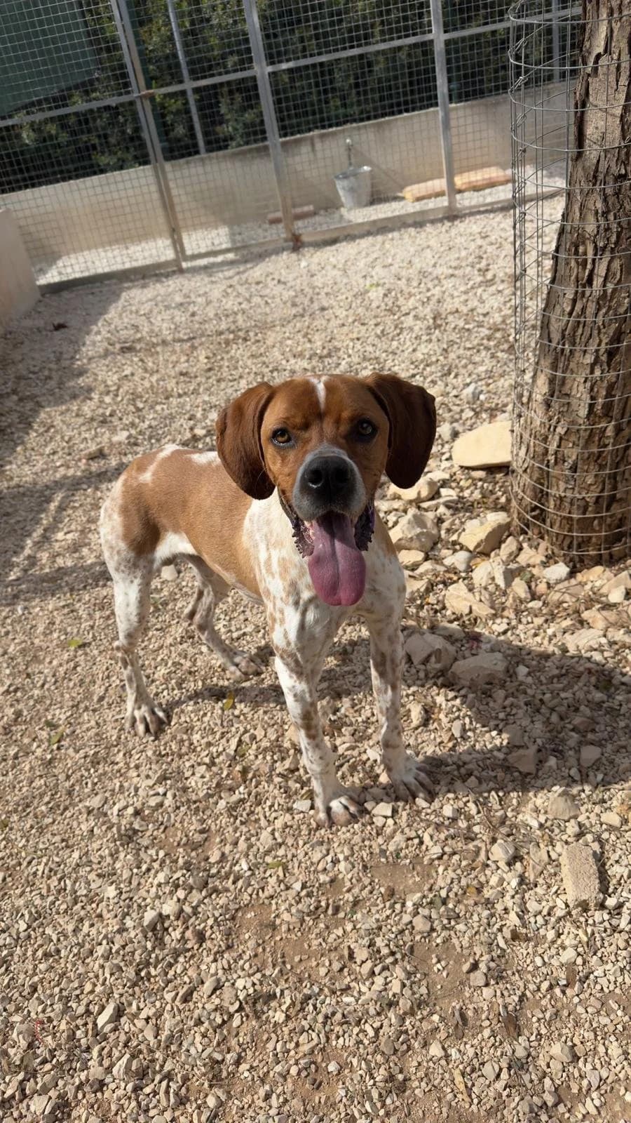 Roger,  young Pointer for adoption at Akira Dog Shelter