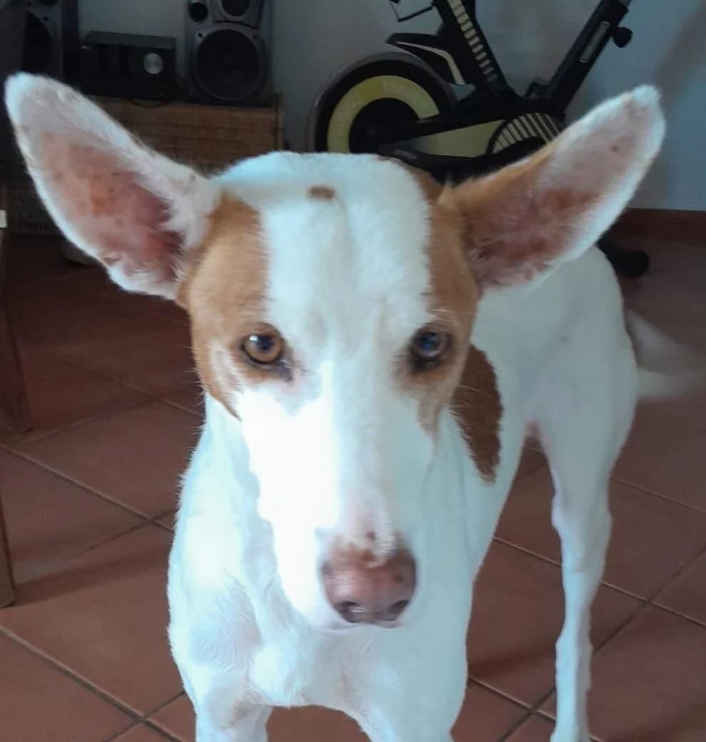Sammy, 5yo Podenco for adoption at Akira Dog Shelter