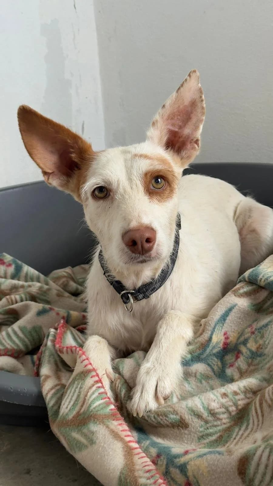 Tarzan, male young Podenco for adoption at Akira Dog Shelter