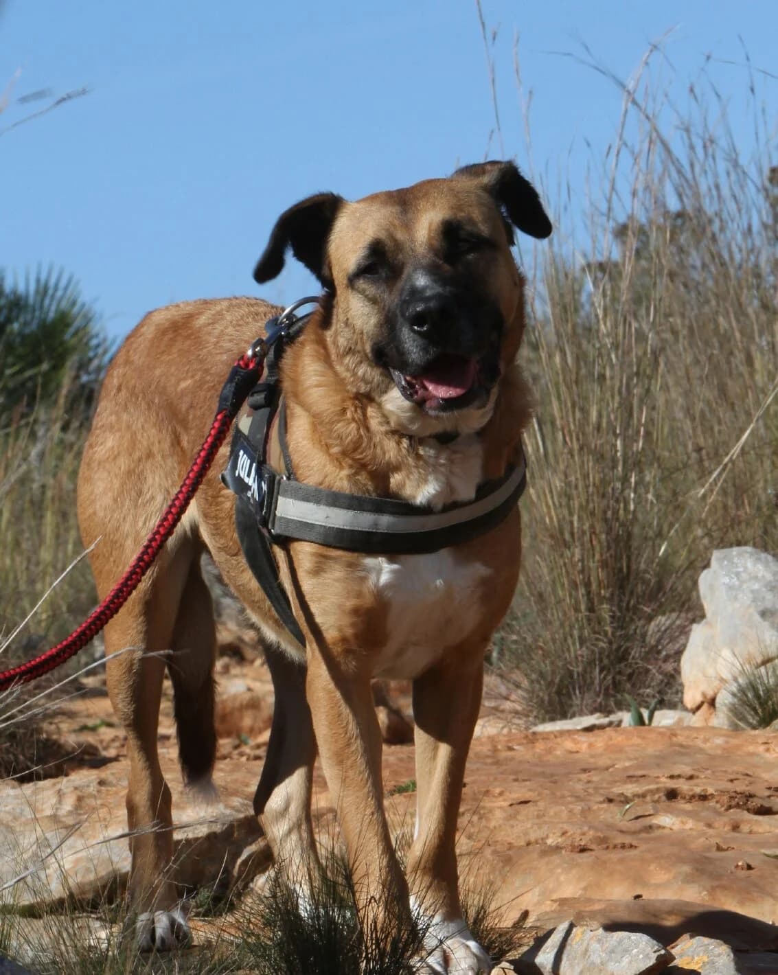 Thor, male 3yo mixed breed for adoption at Akira Dog Shelter