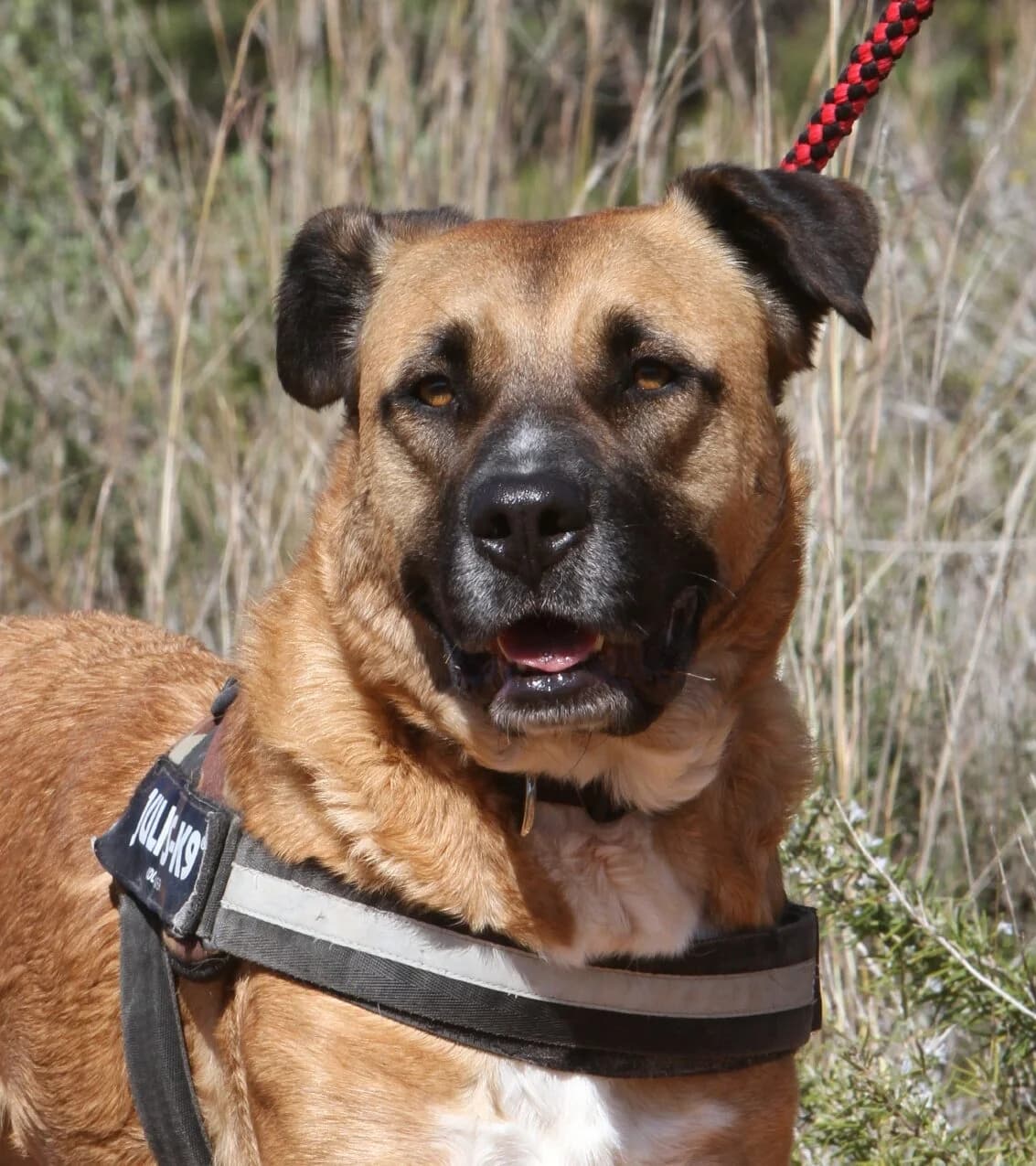 Thor, male mixed breed for adoption at Akira Dog Shelter — photo 2 of 8