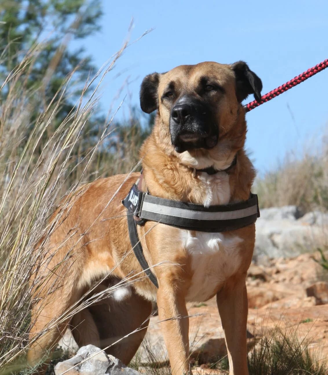 Thor, male mixed breed for adoption at Akira Dog Shelter — photo 3 of 8