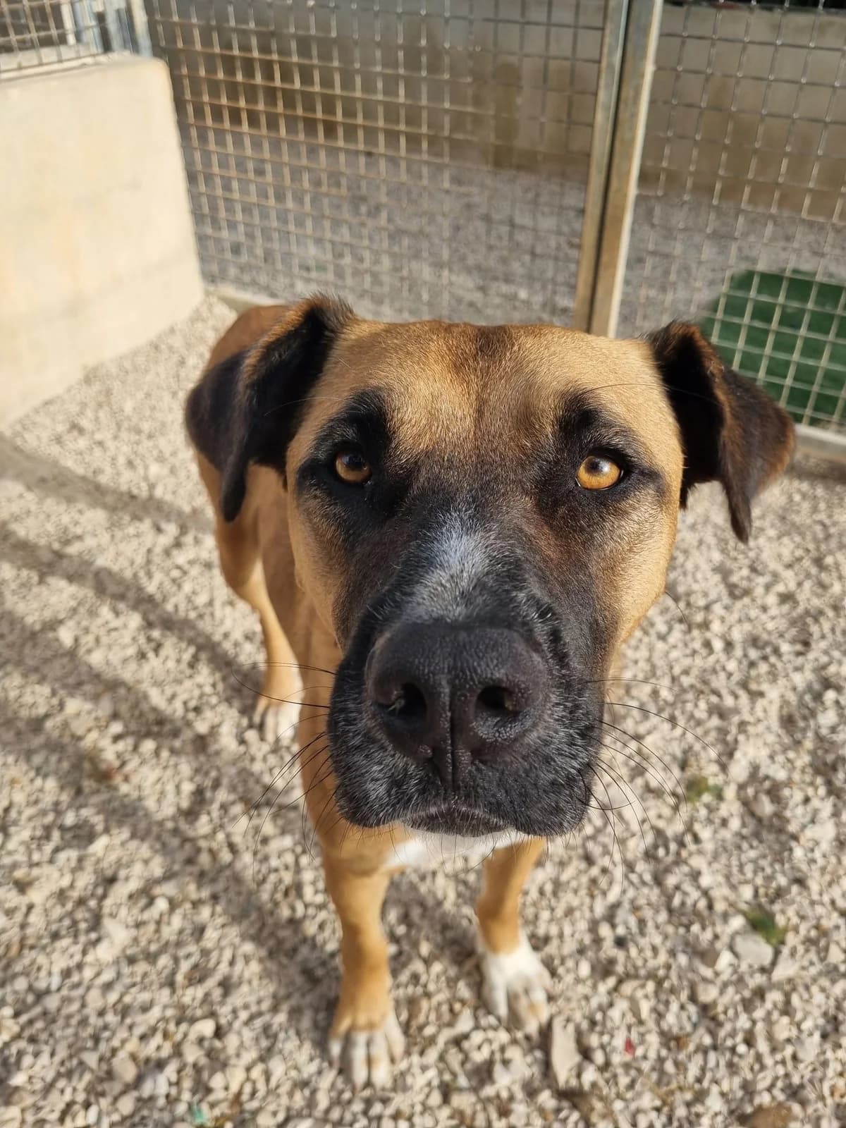 Thor, male mixed breed for adoption at Akira Dog Shelter — photo 4 of 8