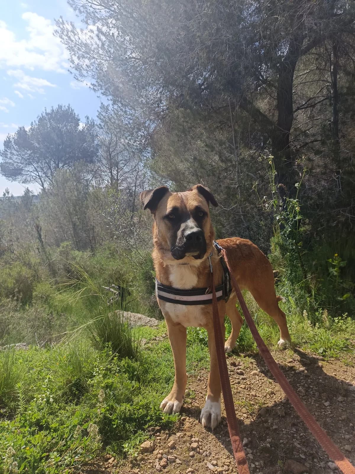 Thor, male mixed breed for adoption at Akira Dog Shelter — photo 5 of 8