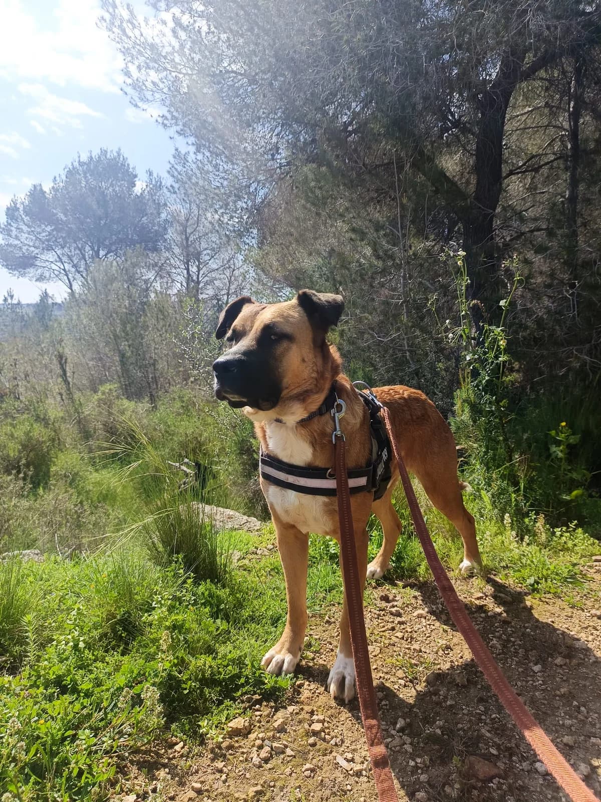 Thor, male mixed breed for adoption at Akira Dog Shelter — photo 6 of 8