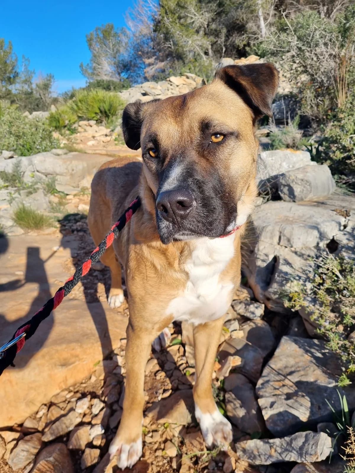 Thor, male mixed breed for adoption at Akira Dog Shelter — photo 7 of 8
