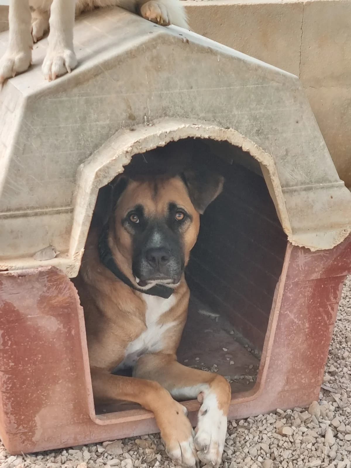 Thor, male mixed breed for adoption at Akira Dog Shelter — photo 8 of 8
