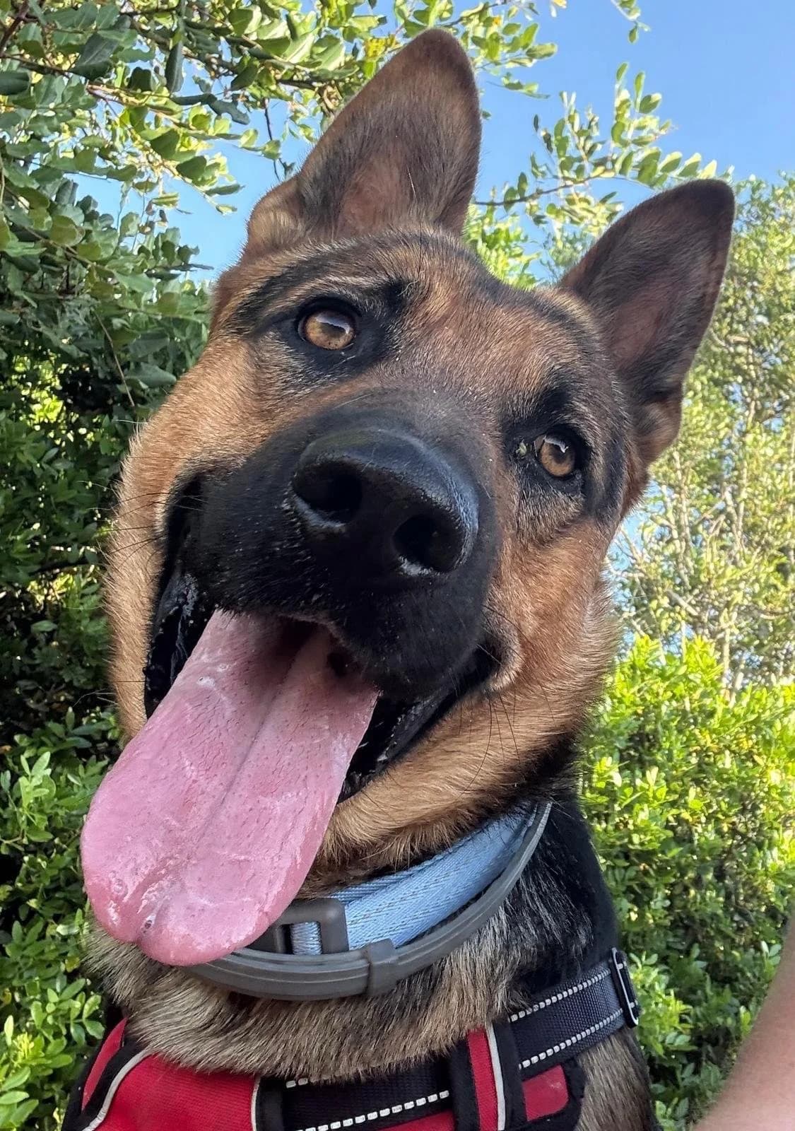Toby,  young German Shepherd for adoption at Akira Dog Shelter