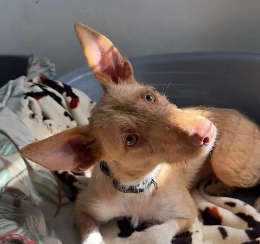 Toki, female young Podenco for adoption at Akira Dog Shelter