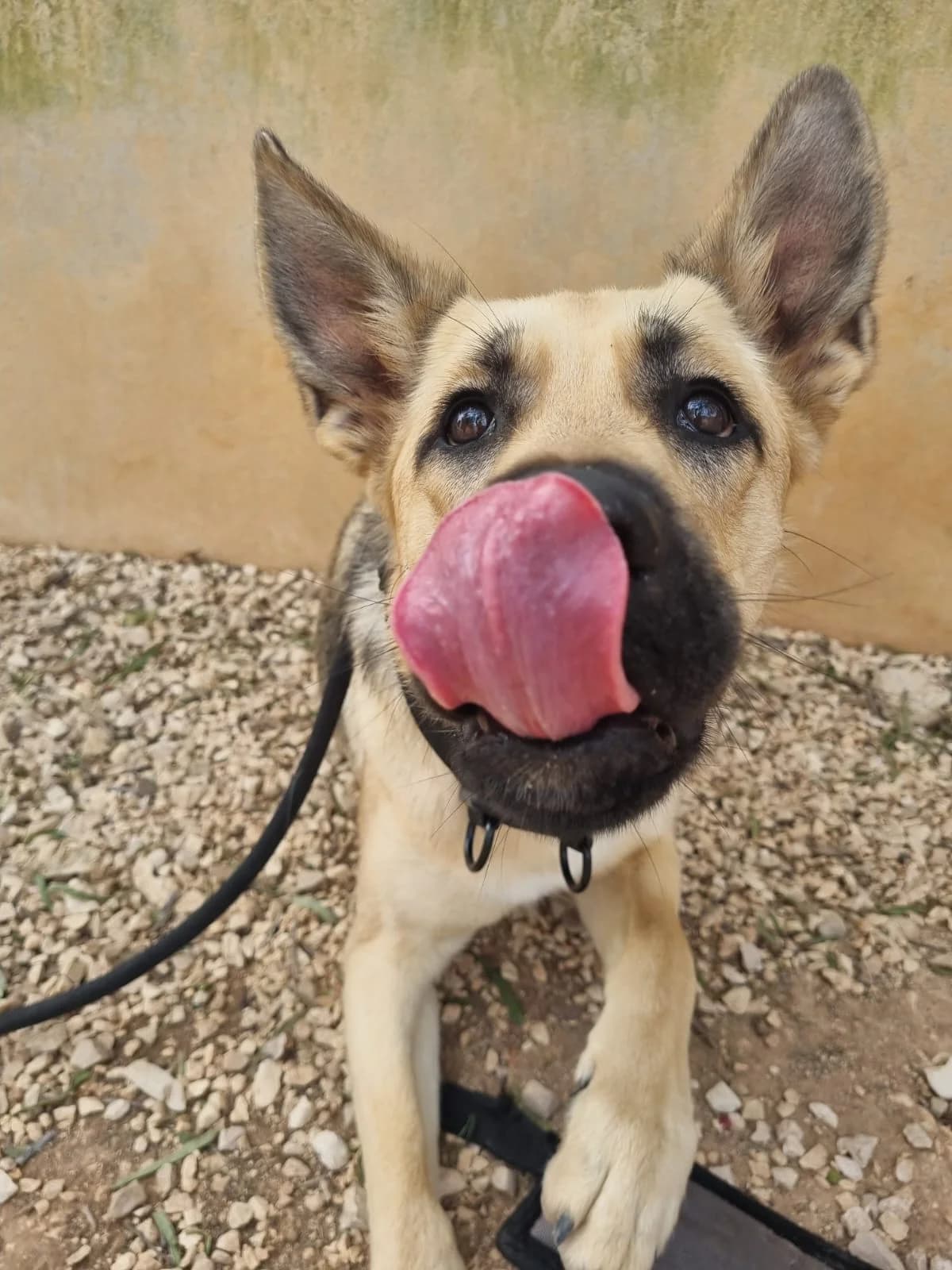 Trufa, female mixed breed for adoption at Akira Dog Shelter