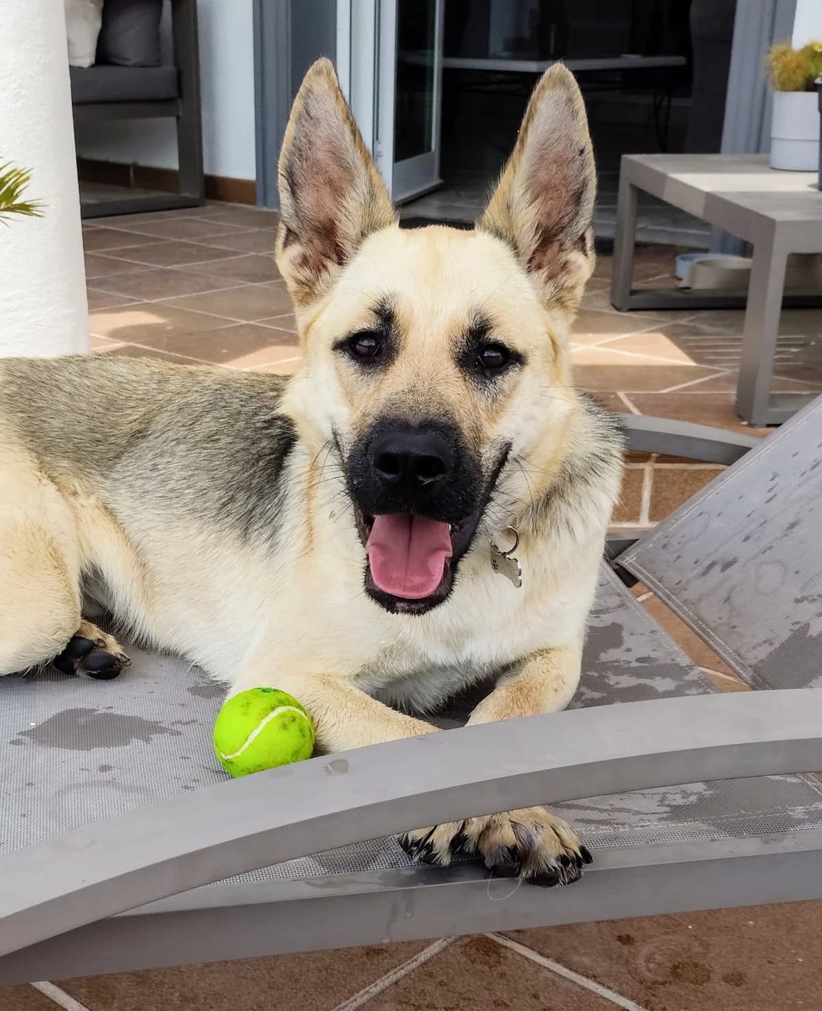 Trufa, female mixed breed for adoption at Akira Dog Shelter — photo 2 of 9