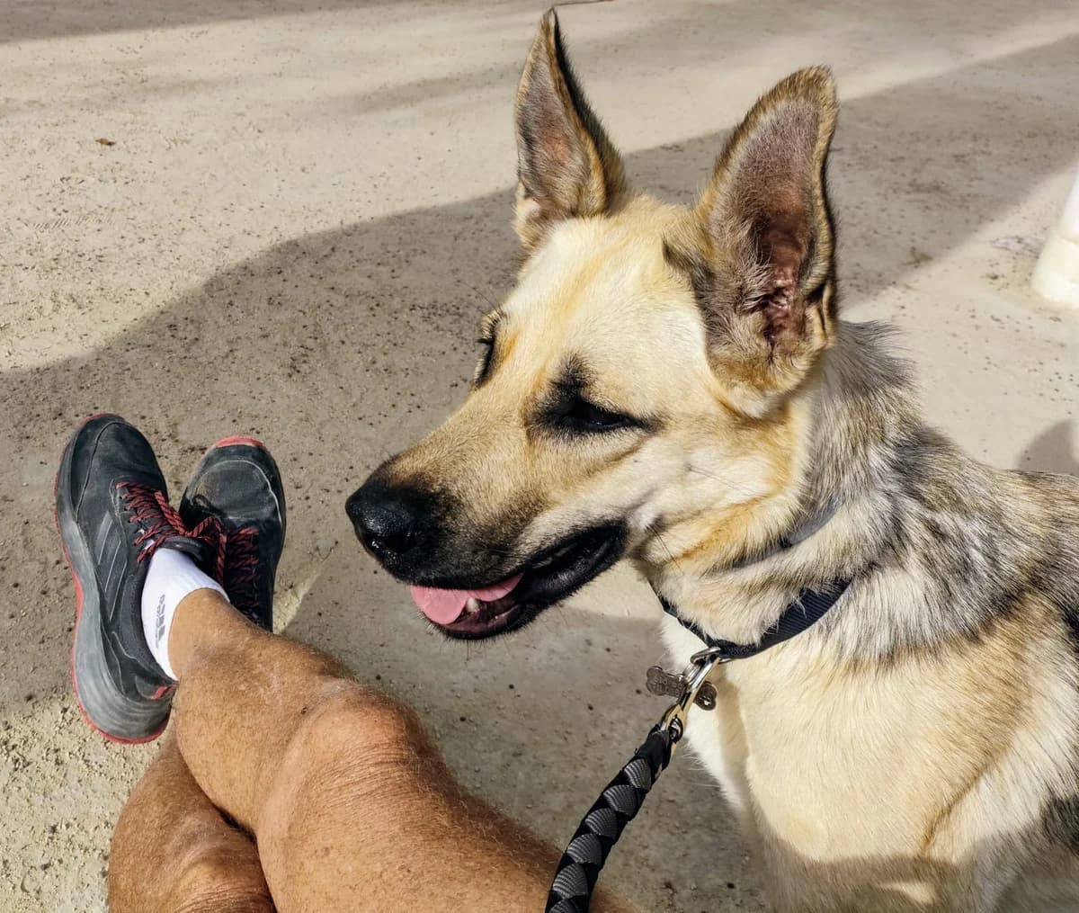 Trufa, female mixed breed for adoption at Akira Dog Shelter — photo 3 of 9