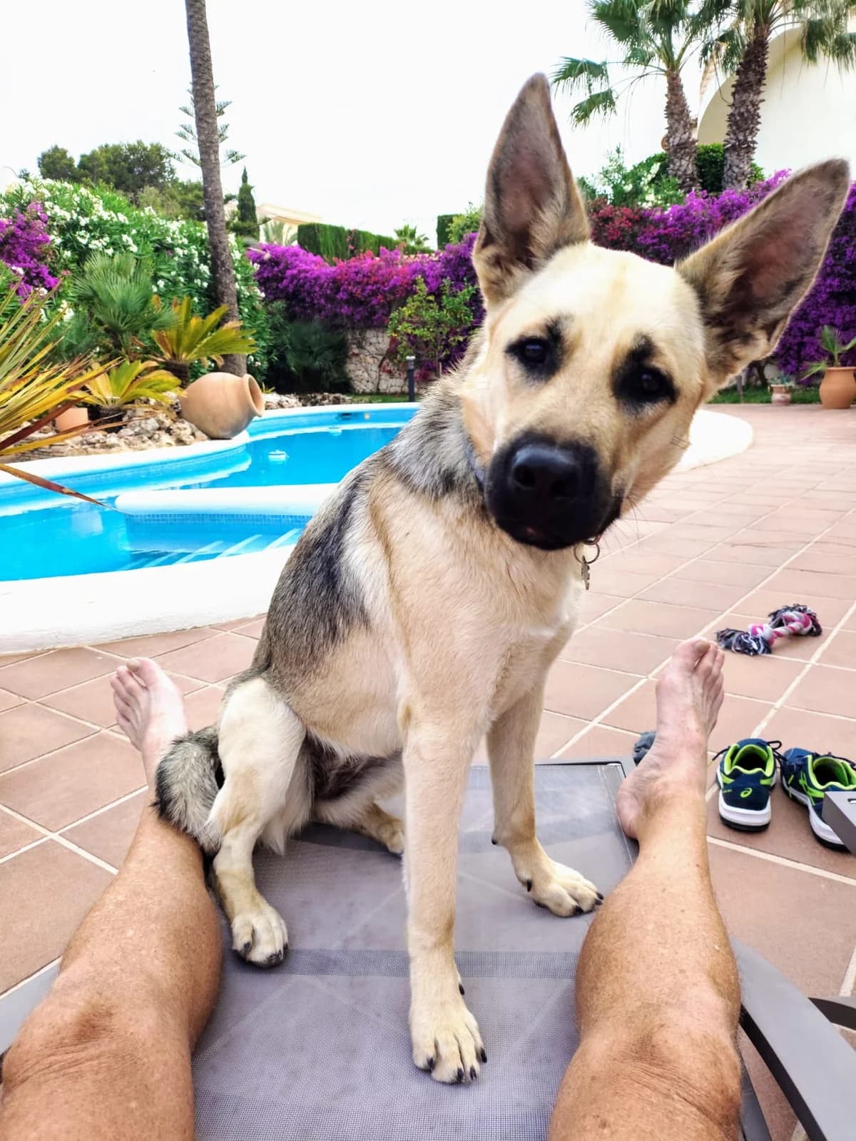 Trufa, female mixed breed for adoption at Akira Dog Shelter — photo 4 of 9