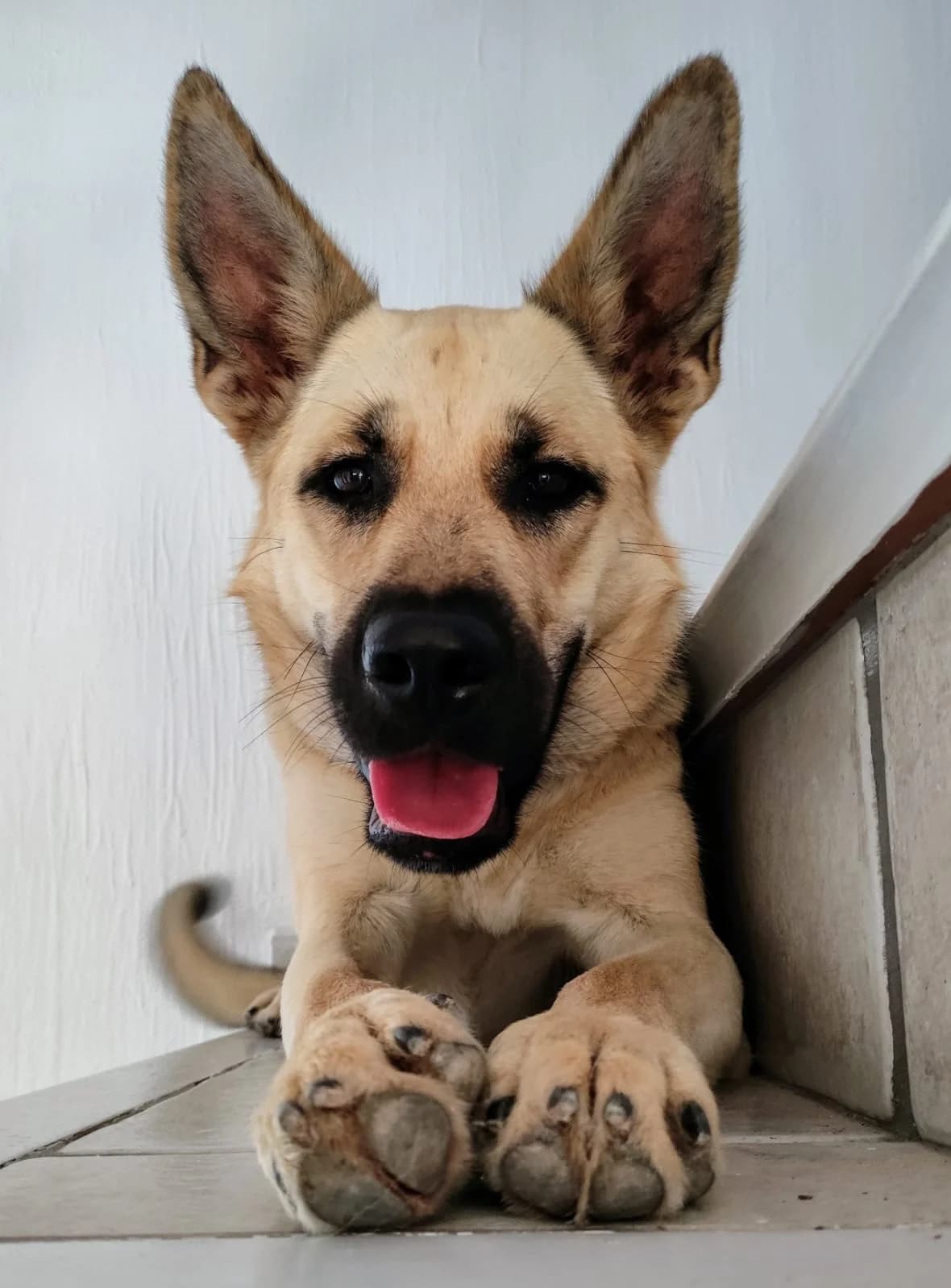 Trufa, female mixed breed for adoption at Akira Dog Shelter — photo 5 of 9