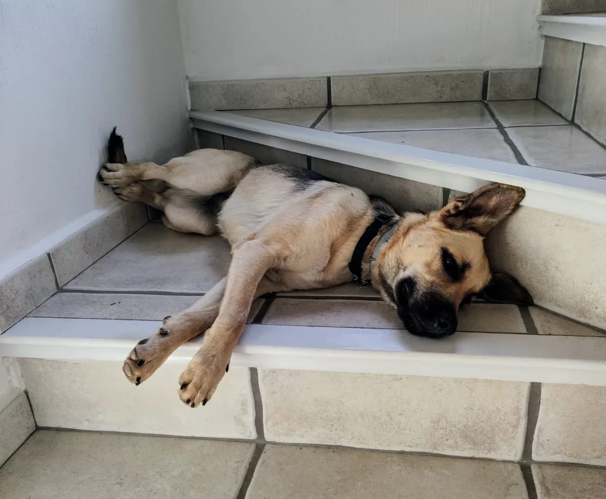 Trufa, female mixed breed for adoption at Akira Dog Shelter — photo 6 of 9