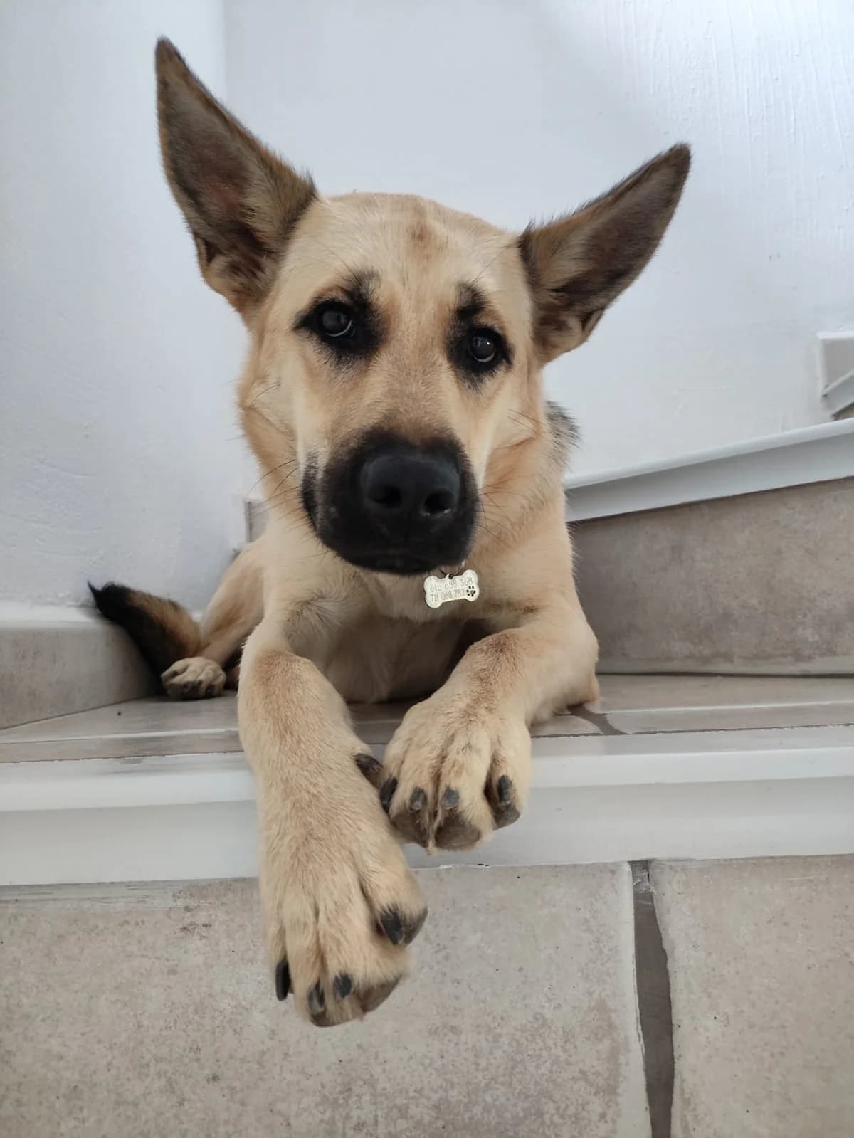 Trufa, female mixed breed for adoption at Akira Dog Shelter — photo 7 of 9