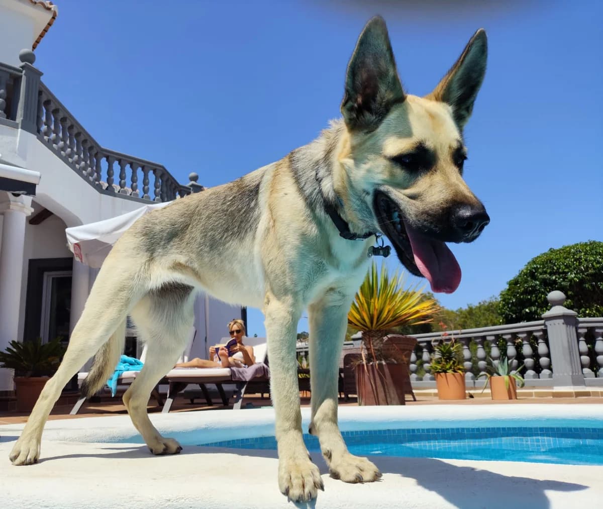 Trufa, female mixed breed for adoption at Akira Dog Shelter — photo 8 of 9