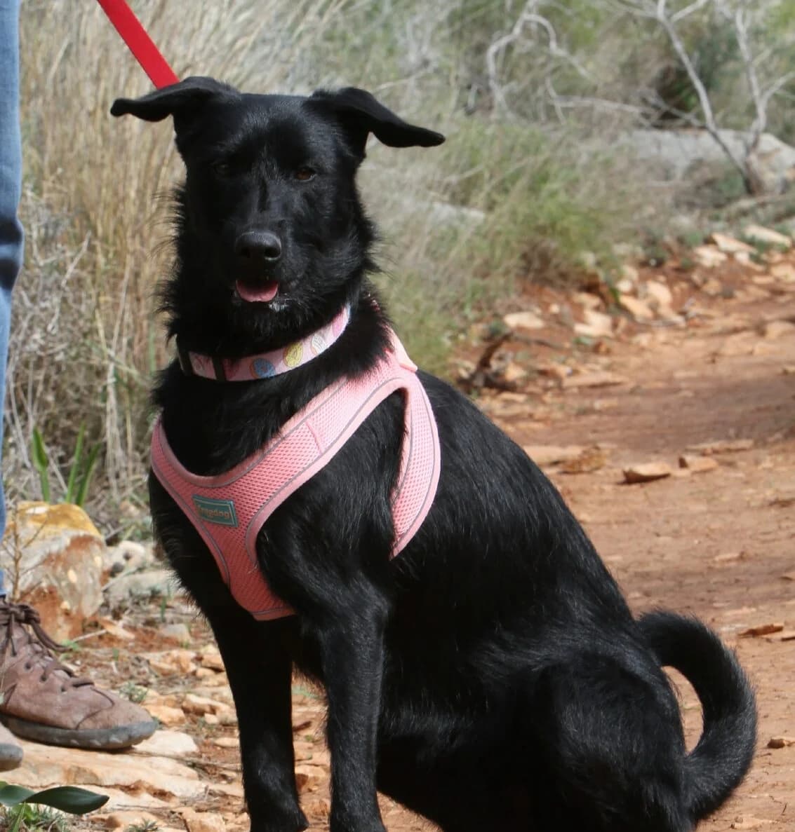 Turtle, female mixed breed for adoption at Akira Dog Shelter