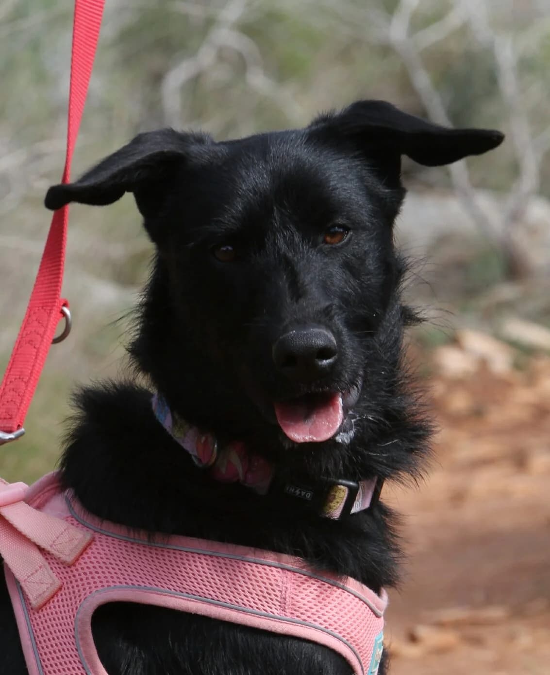 Turtle, female mixed breed for adoption at Akira Dog Shelter — photo 2 of 13